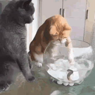 猫咪与鱼缸的尴尬相遇
