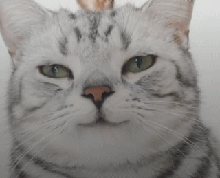 猫咪的凝视