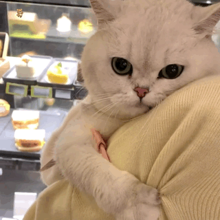 委屈猫的抱抱