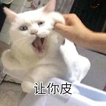 调皮的猫咪