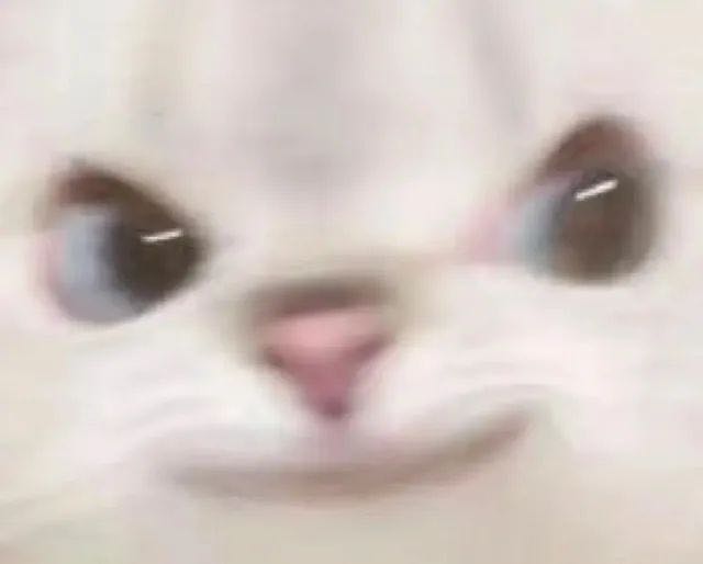 震惊猫咪