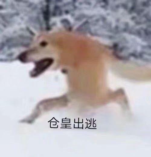 仓皇出逃的狐狸