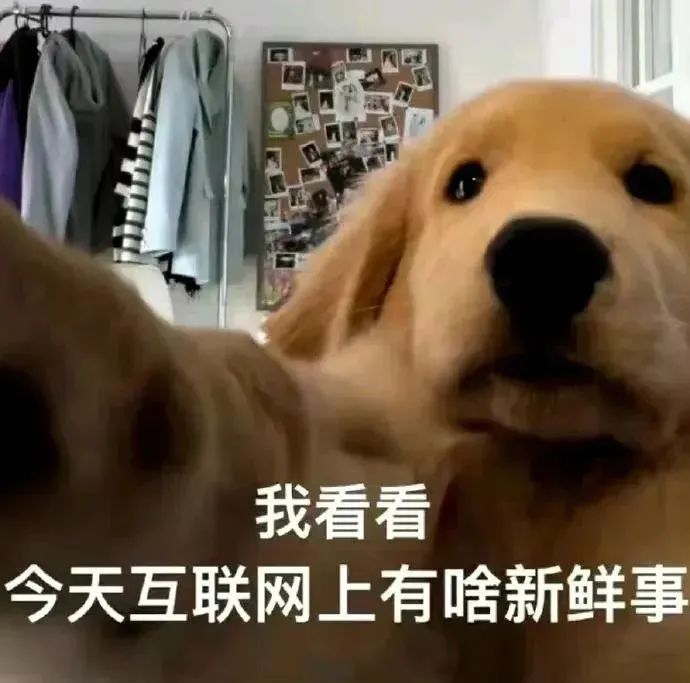 狗狗看互联网新鲜事