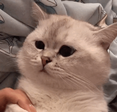 震惊猫咪