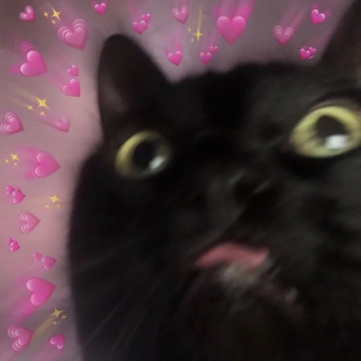 惊讶猫咪与爱心