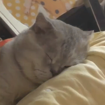 猫咪的惬意时光