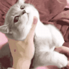 可爱小猫被摸头杀