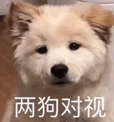 两狗对视