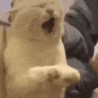 震惊猫