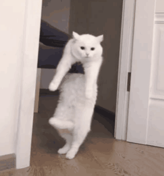 猫咪走路