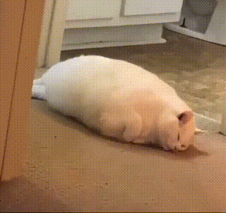 胖猫翻身