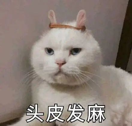 头皮发麻的猫