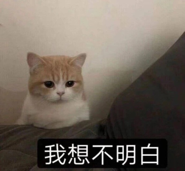 困惑猫咪