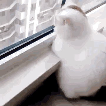 窗台上的肥猫
