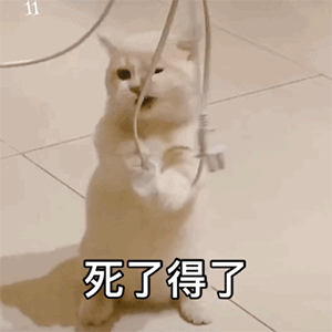 猫咪绝望表情包