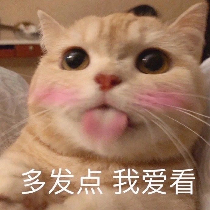 猫咪舔屏求关注