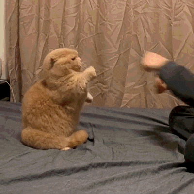 猫咪击掌