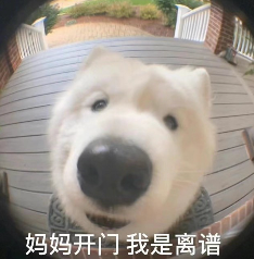 狗狗门铃视角