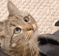 猫咪疑惑脸