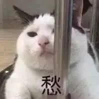 猫咪的尴尬瞬间