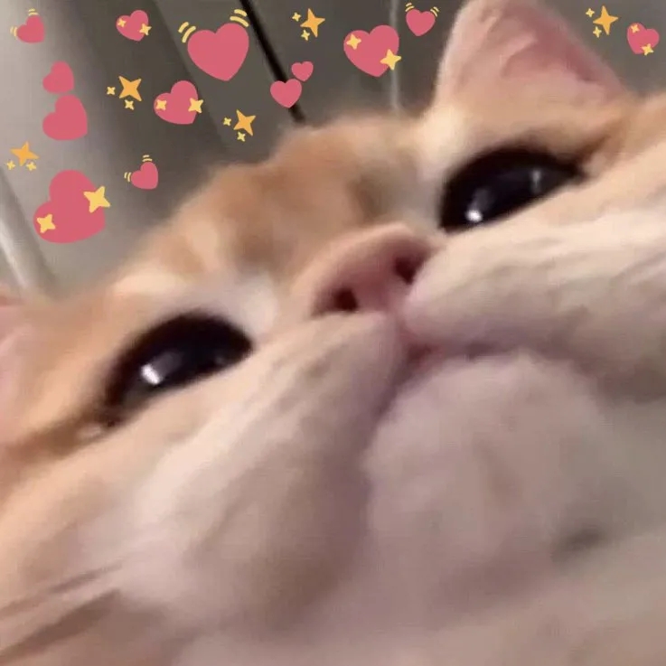 可爱猫咪自拍