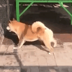 狗狗的搞笑瞬间
