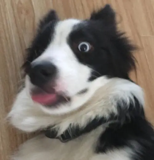 震惊的狗狗