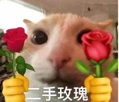 二手玫瑰猫咪表情包
