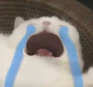 猫咪哭鼻子