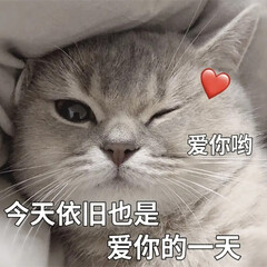 猫咪爱心表白