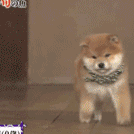 狗狗歪头杀