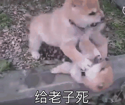 狗狗打架动图