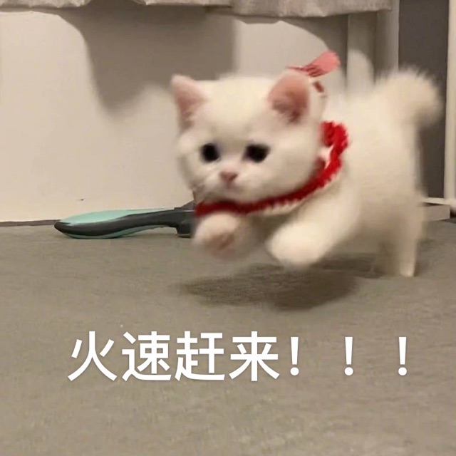 火速赶来的小猫
