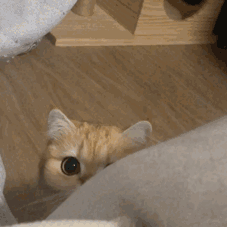 暗中观察的猫咪