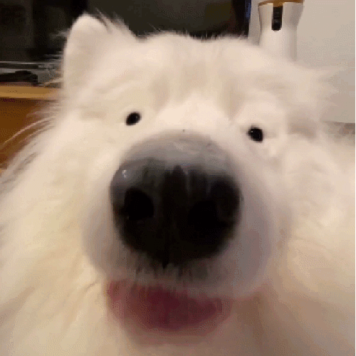 狗狗的自拍视角