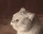 猫咪舔毛