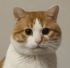 震惊猫