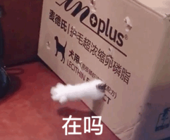 狗狗在吗