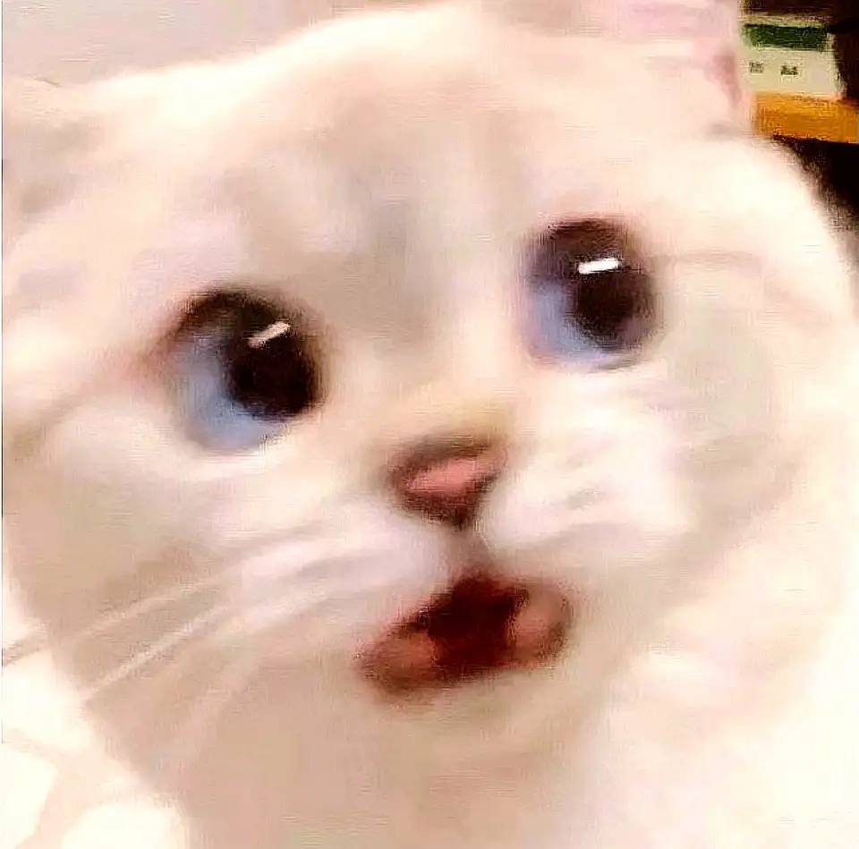 震惊猫咪