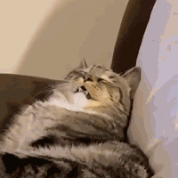 悠闲的猫咪