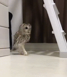 猫头鹰的迷茫
