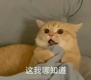 震惊猫咪