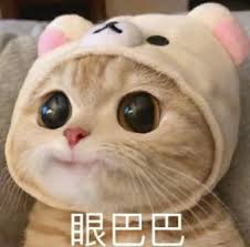 眼巴巴的小猫