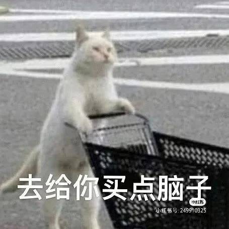 猫咪推车买脑子