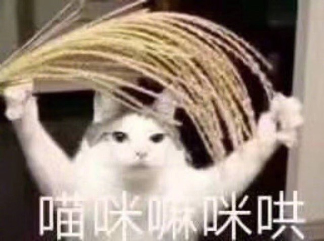 猫咪生气啦