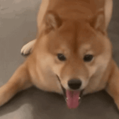 柴犬吐舌头