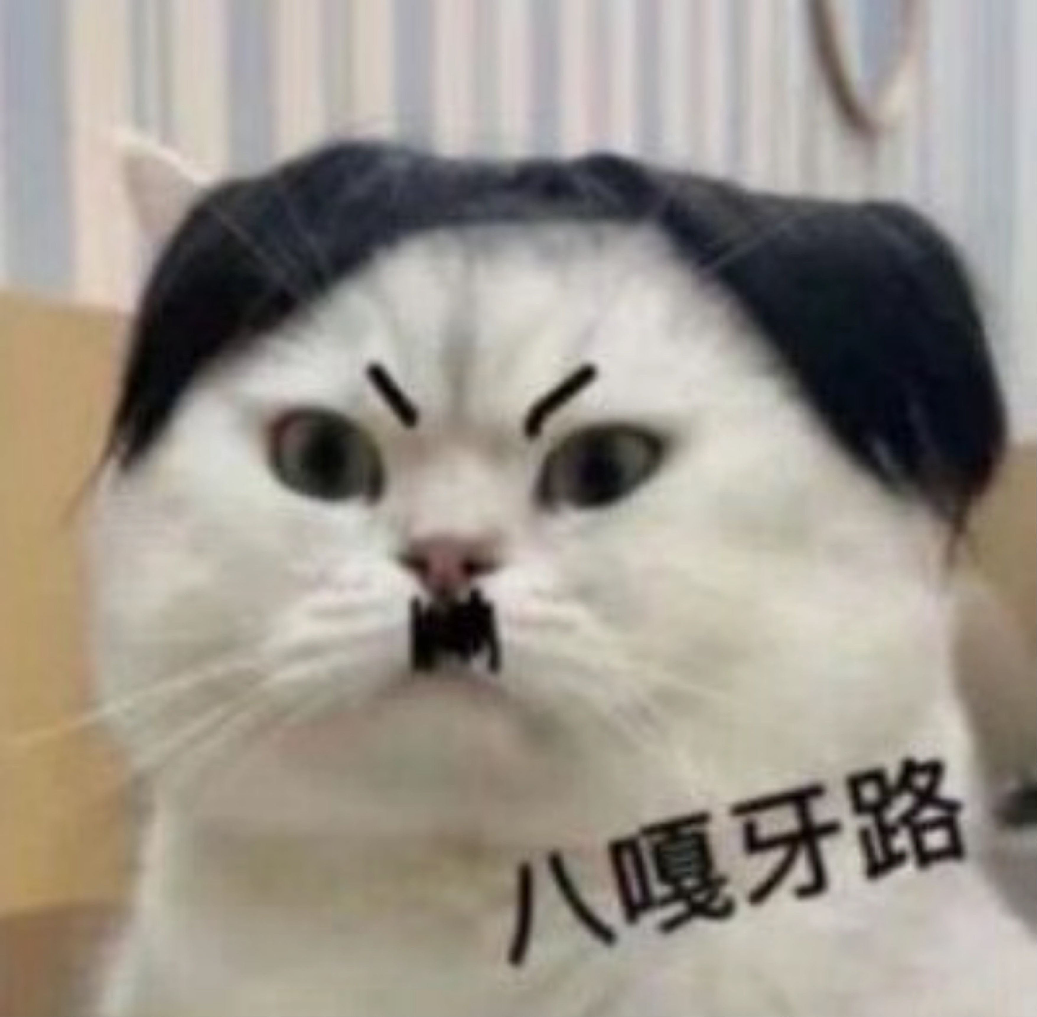 八嘎牙路猫