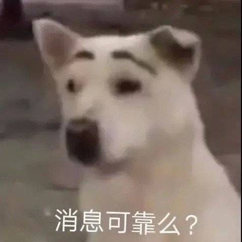 质疑狗狗