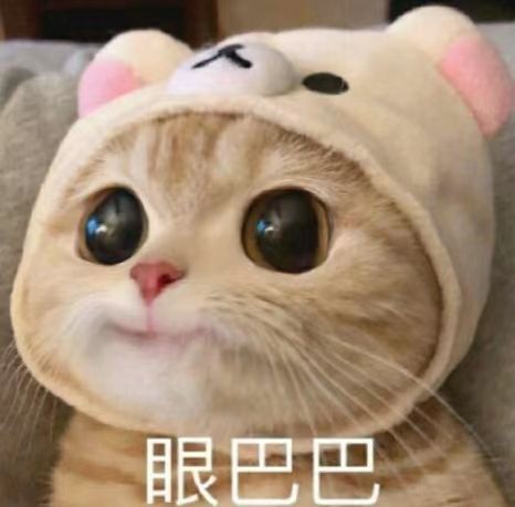 眼巴巴的小猫