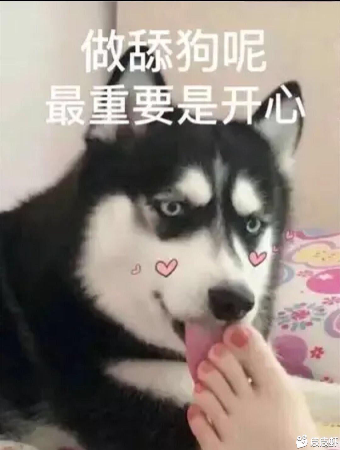 做舔狗呢，最重要是开心